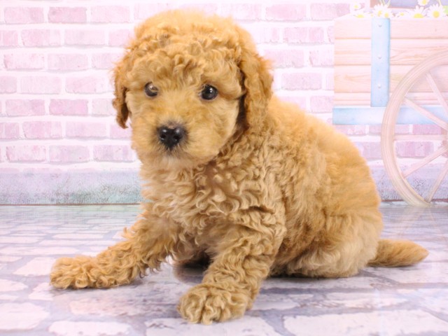 兵庫県のミディアムプードル (Coo&RIKU姫路店/2026年2月10日生まれ/女の子/オレンジフォーン)の子犬の3枚目の画像