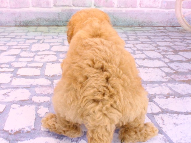 兵庫県のミディアムプードル (Coo&RIKU姫路店/2026年2月10日生まれ/女の子/オレンジフォーン)の子犬の4枚目の画像