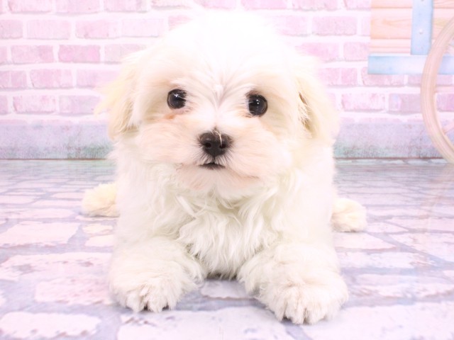 奈良県のマルチーズ (Coo&RIKU奈良富雄南店/2026年2月10日生まれ/女の子/ホワイト)の子犬の1枚目の画像