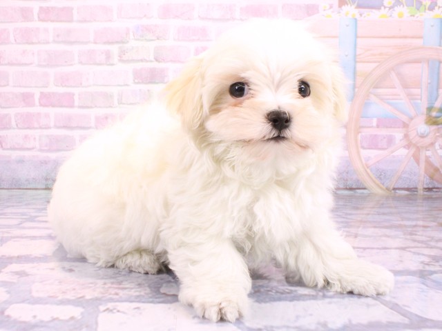 奈良県のマルチーズ (Coo&RIKU奈良富雄南店/2026年2月10日生まれ/女の子/ホワイト)の子犬の2枚目の画像