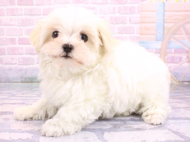 奈良県のマルチーズ (Coo&RIKU奈良富雄南店/2026年2月10日生まれ/女の子/ホワイト)の子犬の3枚目の画像