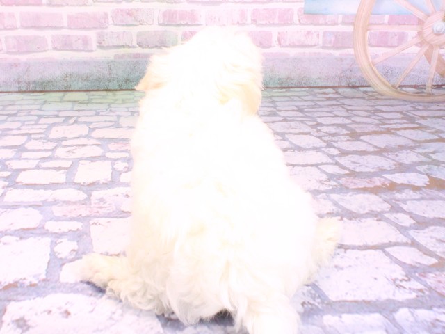 奈良県のマルチーズ (Coo&RIKU奈良富雄南店/2026年2月10日生まれ/女の子/ホワイト)の子犬の4枚目の画像