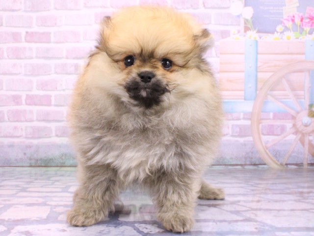 兵庫県のポメラニアン (Coo&RIKU神戸東灘店/2026年2月12日生まれ/女の子/オレンジ)の子犬の1枚目の画像