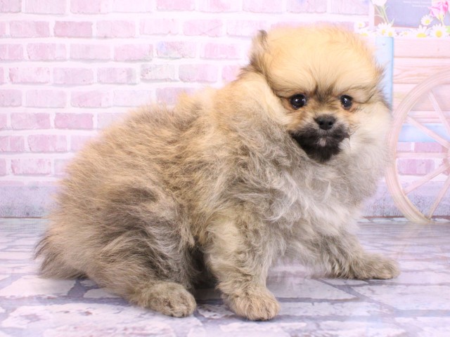 兵庫県のポメラニアン (Coo&RIKU神戸東灘店/2026年2月12日生まれ/女の子/オレンジ)の子犬の2枚目の画像