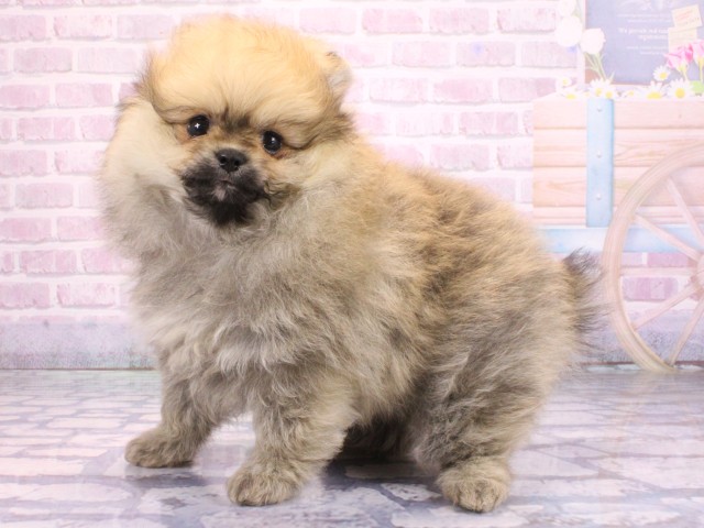 兵庫県のポメラニアン (Coo&RIKU神戸東灘店/2026年2月12日生まれ/女の子/オレンジ)の子犬の3枚目の画像