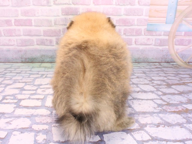 兵庫県のポメラニアン (Coo&RIKU神戸東灘店/2026年2月12日生まれ/女の子/オレンジ)の子犬の4枚目の画像