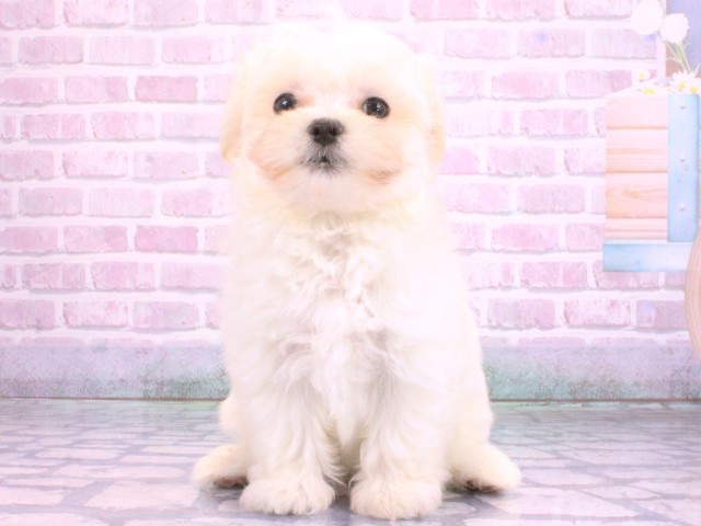 滋賀県のマルチーズ (Coo&RIKUアヤハディオ水口店/2026年2月9日生まれ/男の子/ホワイト)の子犬の1枚目の画像