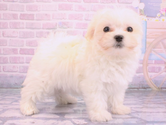 滋賀県のマルチーズ (Coo&RIKUアヤハディオ水口店/2026年2月9日生まれ/男の子/ホワイト)の子犬の2枚目の画像