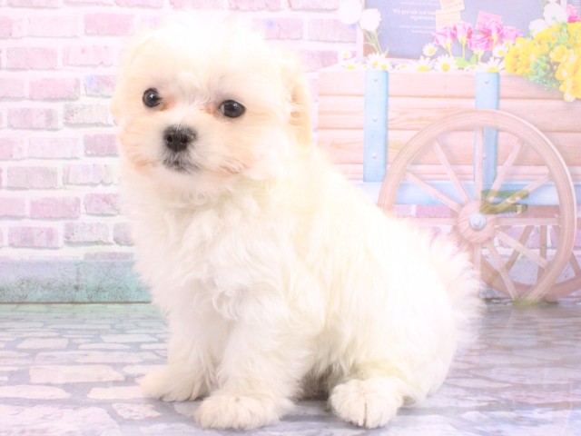 滋賀県のマルチーズ (Coo&RIKUアヤハディオ水口店/2026年2月9日生まれ/男の子/ホワイト)の子犬の3枚目の画像