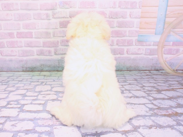 滋賀県のマルチーズ (Coo&RIKUアヤハディオ水口店/2026年2月9日生まれ/男の子/ホワイト)の子犬の4枚目の画像