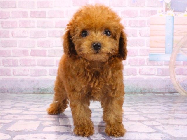 大阪府のトイプードル(トイ) (Coo&RIKU梅田店/2026年2月5日生まれ/女の子/レッドフォーン)の子犬の1枚目の画像