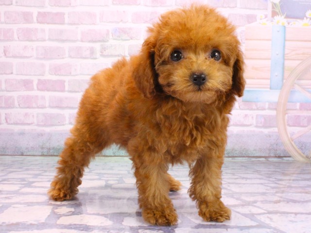 大阪府のトイプードル(トイ) (Coo&RIKU梅田店/2026年2月5日生まれ/女の子/レッドフォーン)の子犬の2枚目の画像