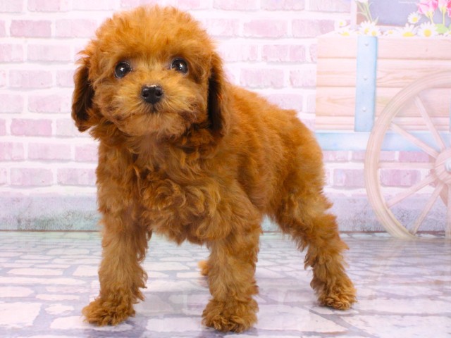 大阪府のトイプードル(トイ) (Coo&RIKU梅田店/2026年2月5日生まれ/女の子/レッドフォーン)の子犬の3枚目の画像