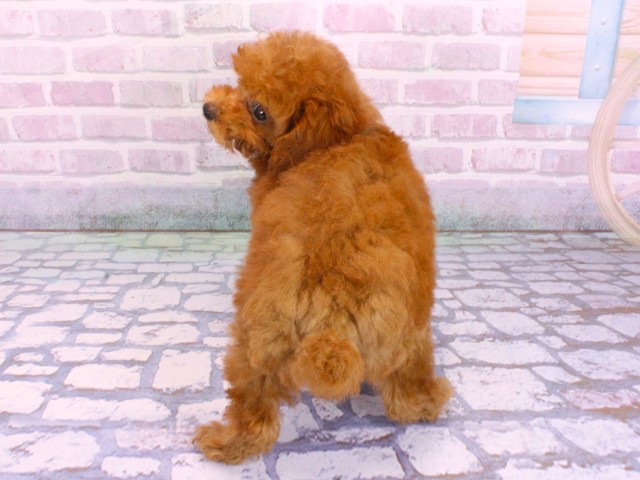 大阪府のトイプードル(トイ) (Coo&RIKU梅田店/2026年2月5日生まれ/女の子/レッドフォーン)の子犬の4枚目の画像