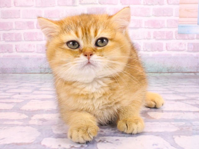 兵庫県のブリティッシュショートヘアー (Coo&RIKU尼崎店/2026年1月20日生まれ/女の子/ブラックゴールデンシェーデット)の子猫の1枚目の画像