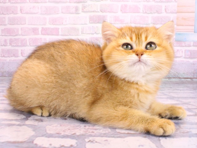 兵庫県のブリティッシュショートヘアー (Coo&RIKU尼崎店/2026年1月20日生まれ/女の子/ブラックゴールデンシェーデット)の子猫の2枚目の画像