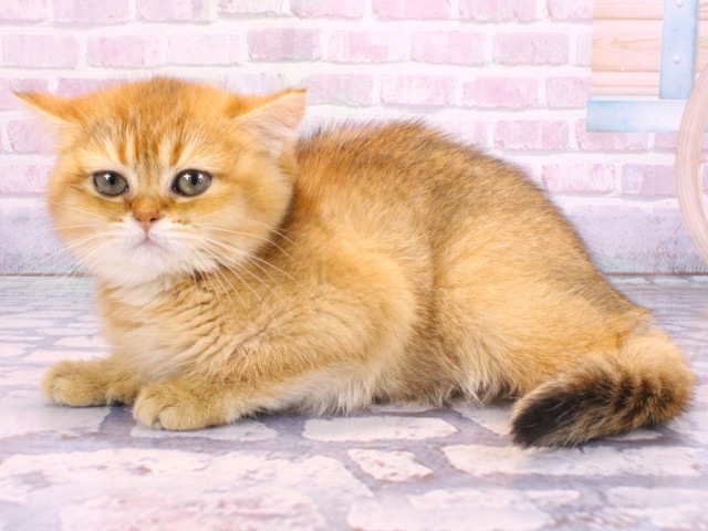 兵庫県のブリティッシュショートヘアー (Coo&RIKU尼崎店/2026年1月20日生まれ/女の子/ブラックゴールデンシェーデット)の子猫の3枚目の画像