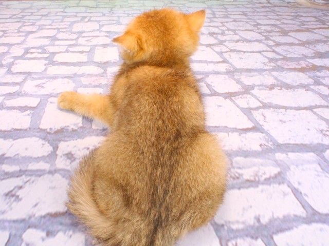 兵庫県のブリティッシュショートヘアー (Coo&RIKU尼崎店/2026年1月20日生まれ/女の子/ブラックゴールデンシェーデット)の子猫の4枚目の画像