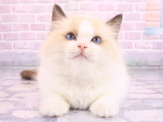 大阪府のラグドール (Coo&RIKU心斎橋店/2026年2月11日生まれ/男の子/シールポイントバイカラー)の子猫