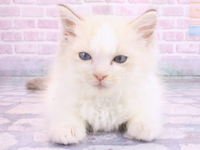 大阪府のラグドール (Coo&RIKU梅田店/2026年2月11日生まれ/男の子/ブルーリンクスポイントバイカラー)の子猫
