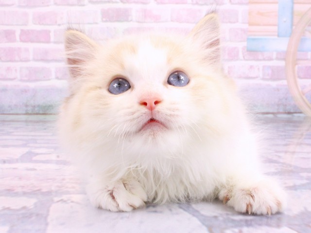 兵庫県のラグドール (Coo&RIKU神戸三宮店/2026年2月11日生まれ/女の子/シールリンクスポイントバイカラー)の子猫の1枚目の画像
