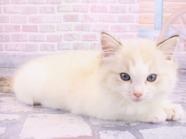 兵庫県のラグドール (Coo&RIKU神戸三宮店/2026年2月11日生まれ/女の子/シールリンクスポイントバイカラー)の子猫の2枚目の画像