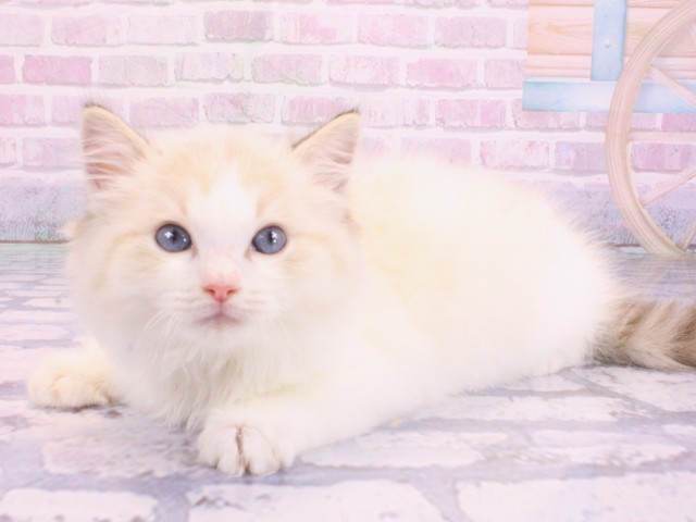 兵庫県のラグドール (Coo&RIKU神戸三宮店/2026年2月11日生まれ/女の子/シールリンクスポイントバイカラー)の子猫の3枚目の画像