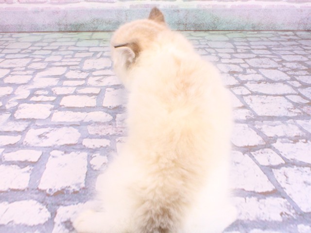 兵庫県のラグドール (Coo&RIKU神戸三宮店/2026年2月11日生まれ/女の子/シールリンクスポイントバイカラー)の子猫の4枚目の画像