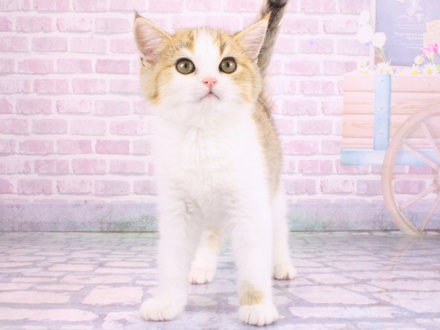 大阪府のスコティッシュストレート (Coo&RIKU松原店/2026年2月1日生まれ/女の子/ブラウントービーホワイト)の子猫の1枚目の画像