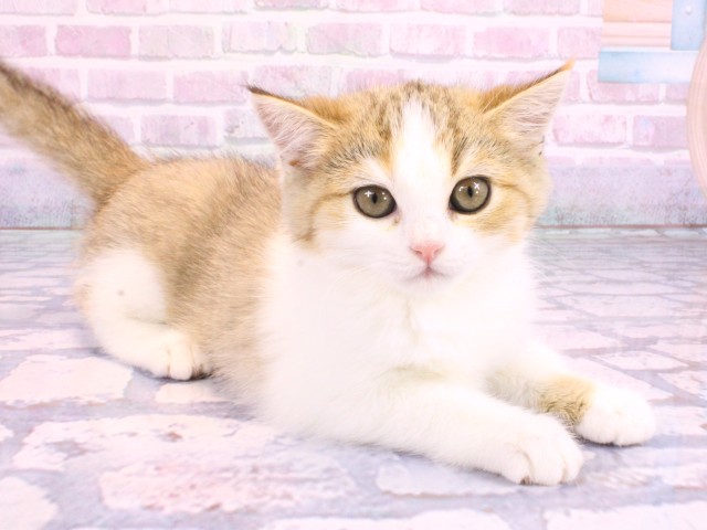 大阪府のスコティッシュストレート (Coo&RIKU松原店/2026年2月1日生まれ/女の子/ブラウントービーホワイト)の子猫の2枚目の画像