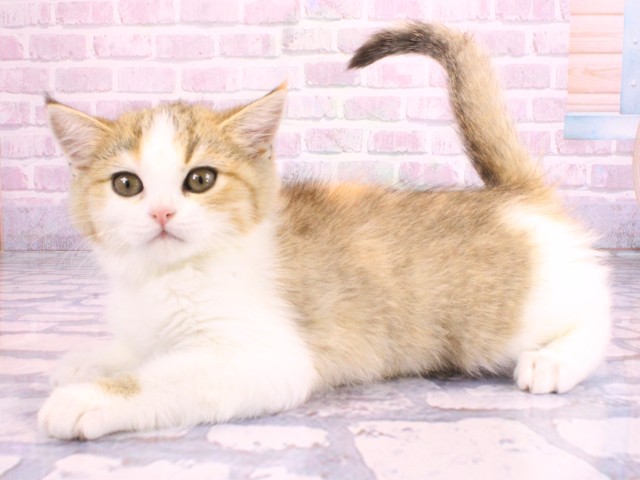 大阪府のスコティッシュストレート (Coo&RIKU松原店/2026年2月1日生まれ/女の子/ブラウントービーホワイト)の子猫の3枚目の画像