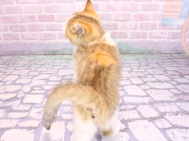 大阪府のスコティッシュストレート (Coo&RIKU松原店/2026年2月1日生まれ/女の子/ブラウントービーホワイト)の子猫の4枚目の画像