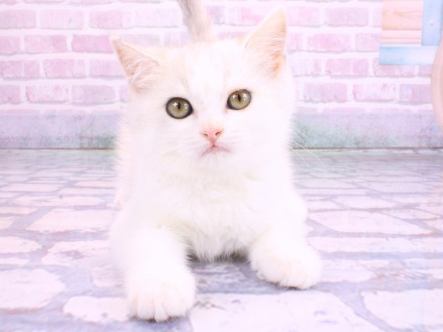 兵庫県のスコティッシュストレート (Coo&RIKU尼崎店/2026年2月1日生まれ/女の子/ブルートービー＆ホワイト)の子猫の1枚目の画像
