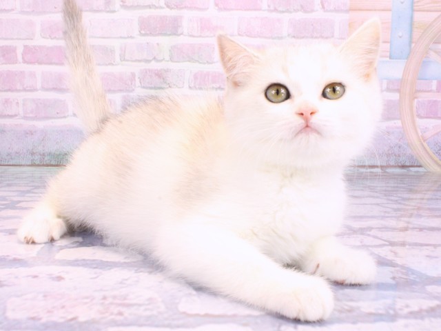 兵庫県のスコティッシュストレート (Coo&RIKU尼崎店/2026年2月1日生まれ/女の子/ブルートービー＆ホワイト)の子猫の2枚目の画像