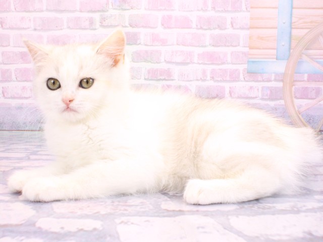 兵庫県のスコティッシュストレート (Coo&RIKU尼崎店/2026年2月1日生まれ/女の子/ブルートービー＆ホワイト)の子猫の3枚目の画像