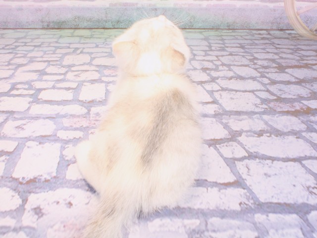 兵庫県のスコティッシュストレート (Coo&RIKU尼崎店/2026年2月1日生まれ/女の子/ブルートービー＆ホワイト)の子猫の4枚目の画像