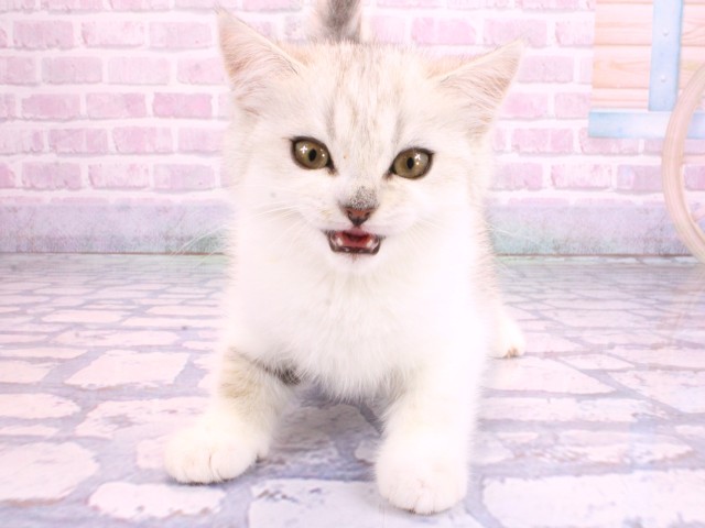 京都府のスコティッシュストレート (Coo&RIKU舞鶴店/2026年2月1日生まれ/男の子/ブルーマッカレルタビーホワイト)の子猫の1枚目の画像