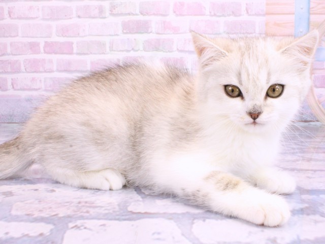 京都府のスコティッシュストレート (Coo&RIKU舞鶴店/2026年2月1日生まれ/男の子/ブルーマッカレルタビーホワイト)の子猫の2枚目の画像