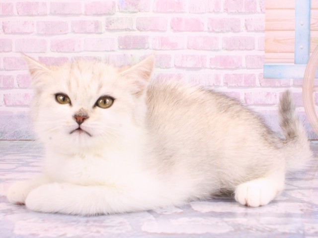 京都府のスコティッシュストレート (Coo&RIKU舞鶴店/2026年2月1日生まれ/男の子/ブルーマッカレルタビーホワイト)の子猫の3枚目の画像