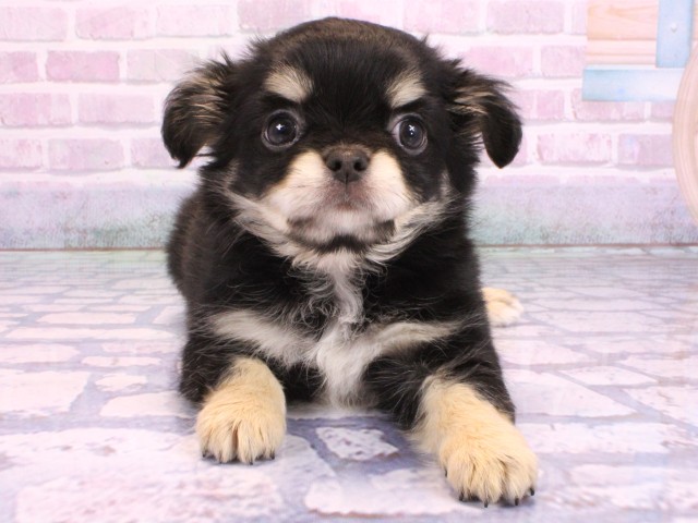 大阪府のチワワ(ロング) (Coo&RIKU心斎橋店/2026年2月9日生まれ/男の子/ブラッククリーム)の子犬