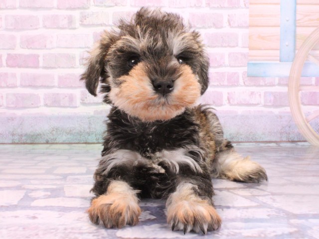 滋賀県のミニチュアシュナウザー (Coo&RIKU東近江店/2026年2月12日生まれ/男の子/ソルトペッパー)の子犬の1枚目の画像