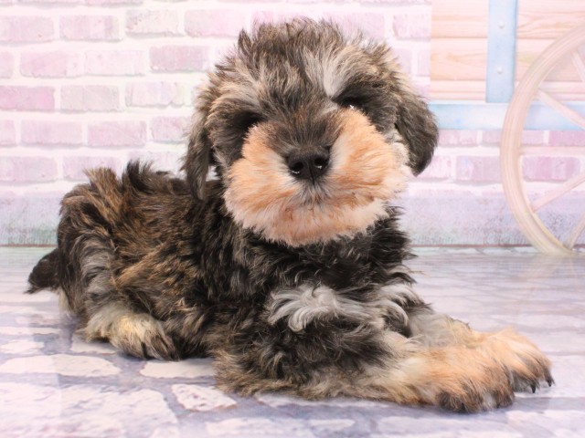 滋賀県のミニチュアシュナウザー (Coo&RIKU東近江店/2026年2月12日生まれ/男の子/ソルトペッパー)の子犬の2枚目の画像