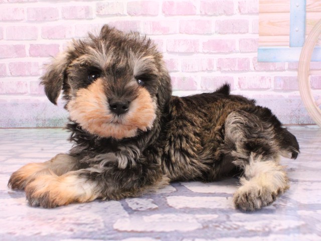 滋賀県のミニチュアシュナウザー (Coo&RIKU東近江店/2026年2月12日生まれ/男の子/ソルトペッパー)の子犬の3枚目の画像