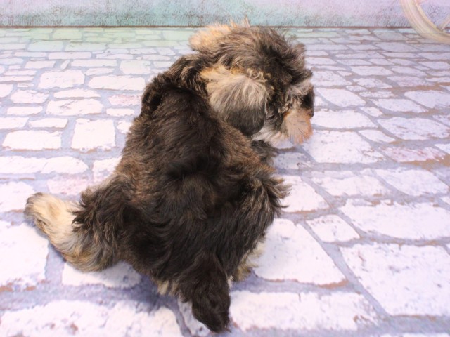 滋賀県のミニチュアシュナウザー (Coo&RIKU東近江店/2026年2月12日生まれ/男の子/ソルトペッパー)の子犬の4枚目の画像