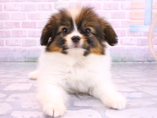 滋賀県のパピヨン (Coo&RIKU東近江店/2026年2月12日生まれ/男の子/ホワイトブラウン)の子犬の1枚目の画像