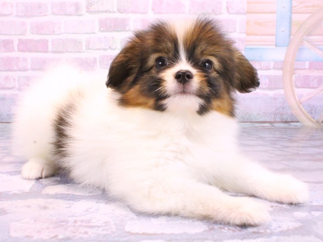 滋賀県のパピヨン (Coo&RIKU東近江店/2026年2月12日生まれ/男の子/ホワイトブラウン)の子犬の2枚目の画像