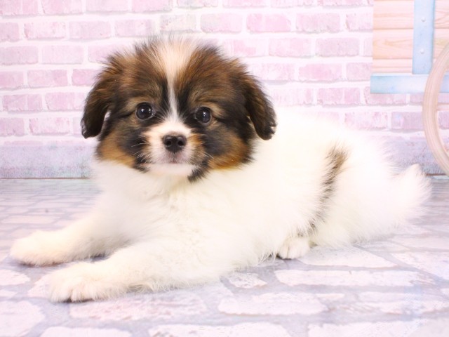 滋賀県のパピヨン (Coo&RIKU東近江店/2026年2月12日生まれ/男の子/ホワイトブラウン)の子犬の3枚目の画像