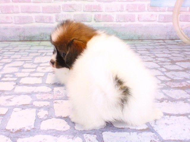 滋賀県のパピヨン (Coo&RIKU東近江店/2026年2月12日生まれ/男の子/ホワイトブラウン)の子犬の4枚目の画像