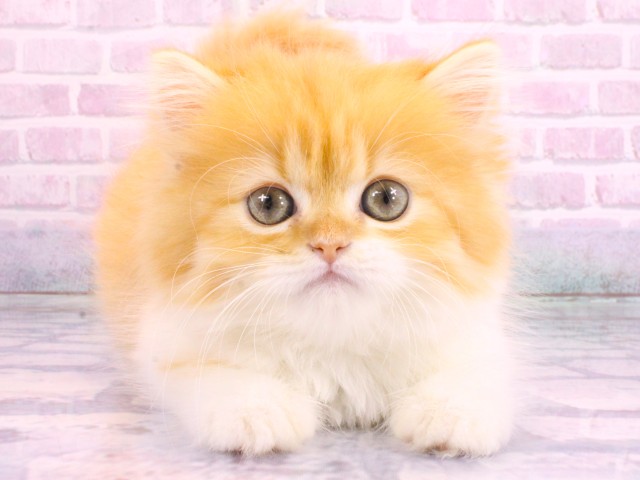 大阪府のミヌエット (Coo&RIKU梅田店/2026年2月12日生まれ/男の子/レッドタビーホワイト)の子猫の1枚目の画像