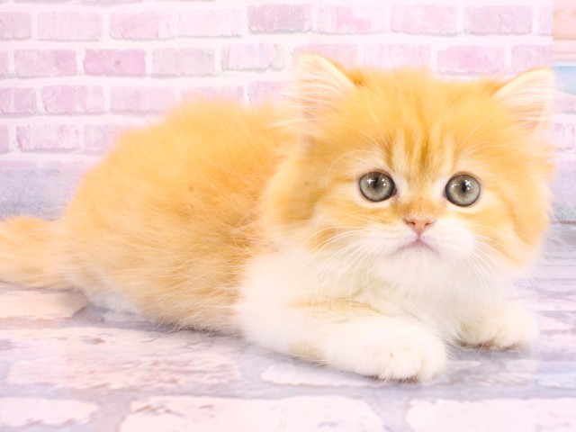 大阪府のミヌエット (Coo&RIKU梅田店/2026年2月12日生まれ/男の子/レッドタビーホワイト)の子猫の2枚目の画像